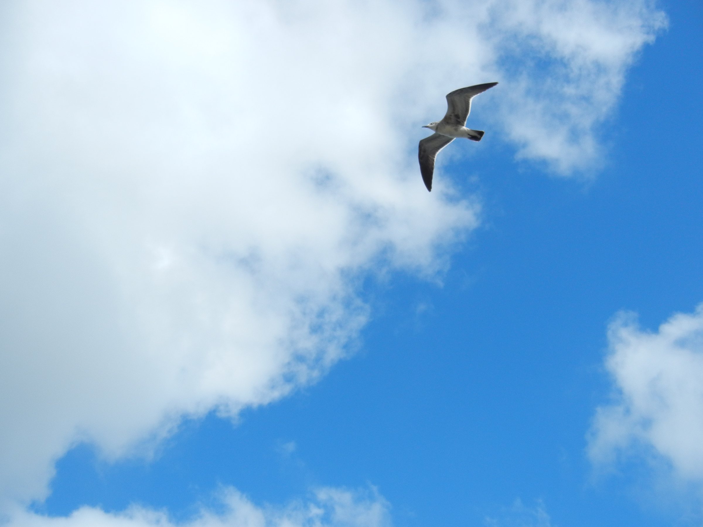 What I Learned About Gratitude Searching For Dolphins in Key West