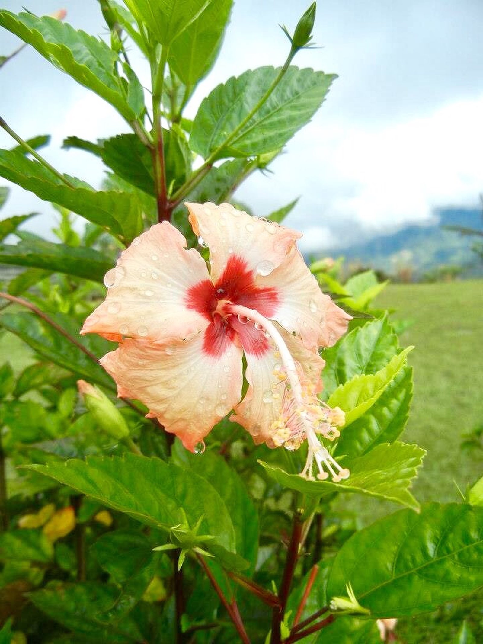 Discover Sabah: Malaysia's Road Less Traveled