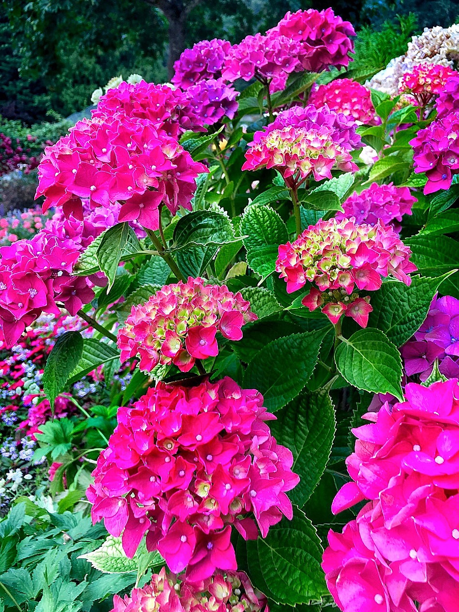 Butchart Gardens Victoria, things to see in Victoria British Columbia, what to do in British Columbia, sightseeing in Victoria British Columbia