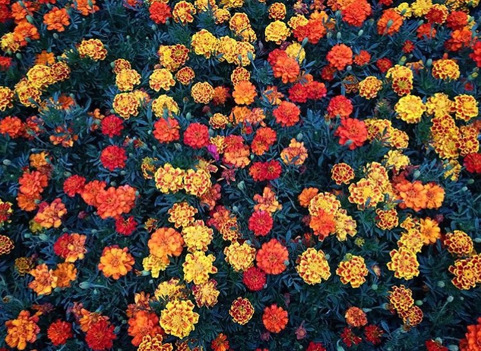 Butchart Gardens Victoria, things to see in Victoria British Columbia, what to do in British Columbia, sightseeing in Victoria British Columbia