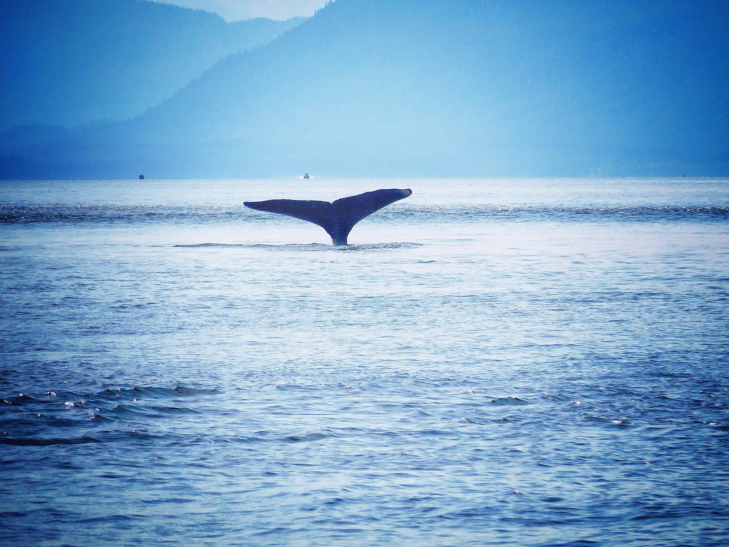 Beginner's Guide to Viewing Wildlife in Southeast Alaska