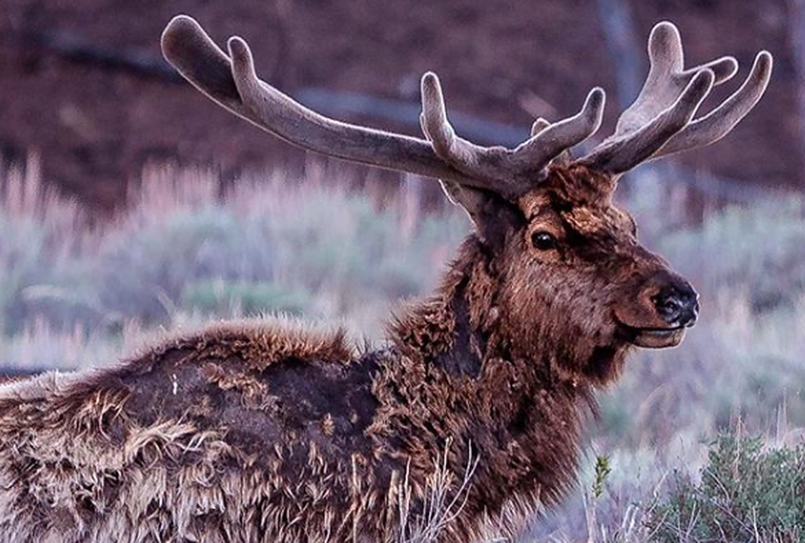 stag in Rocky Mountain national Park, wildlife in Rocky Mountain National Park 