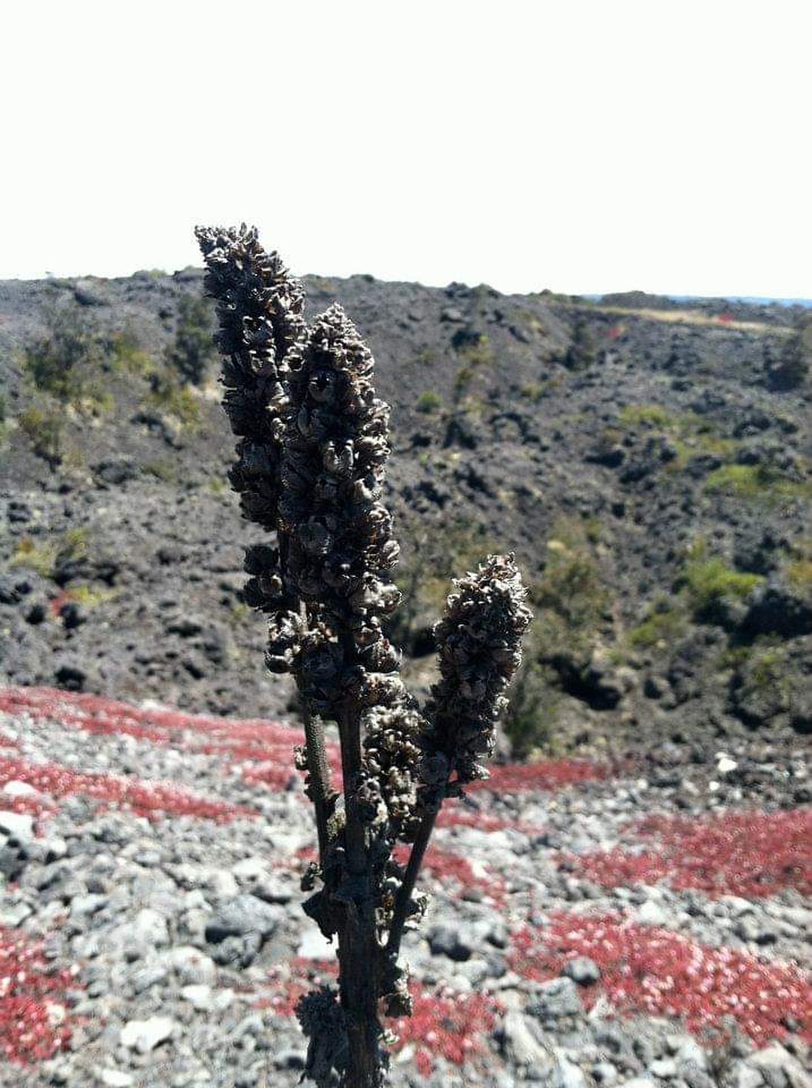 lava rock in Hawaii, Big Island of Hawaii things to do, ultimate guide to Big Island Hawaii, what to see in Big Island, Hawaiian island itineraries, guide to Big Island Hawaii, five-day Big Island itinerary, five-day guide to Big Island Hawaii, volcanoes park in hawaii, how to see lava in Hawaii, where to see lava in hawaii, lava falling into ocean Hawaii