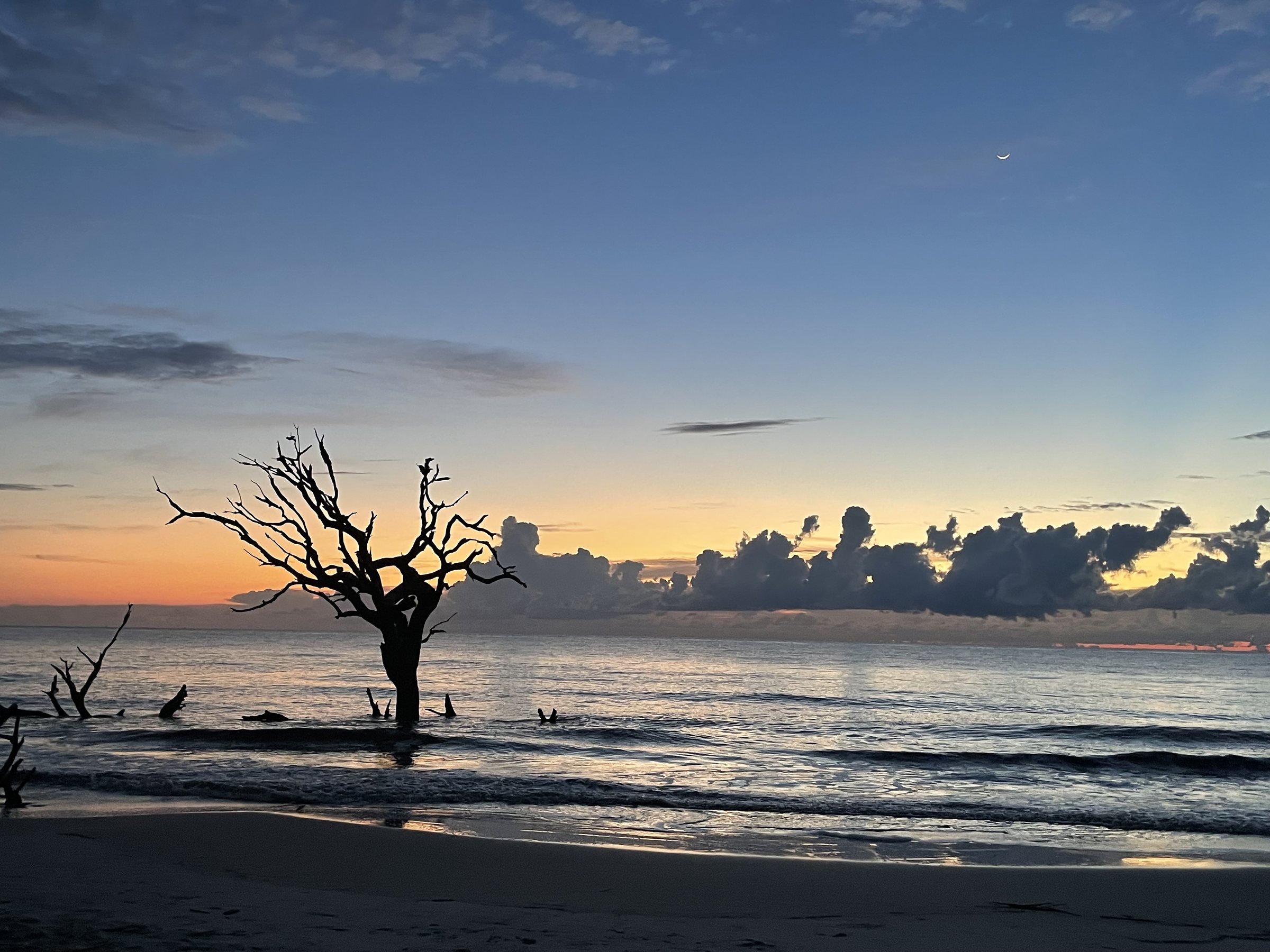 jekyll island driftwood beach