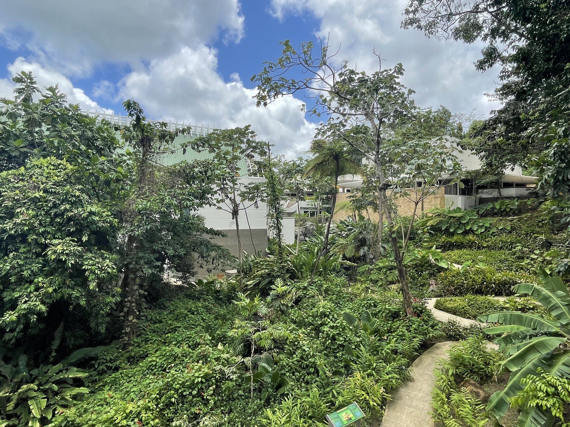el yunque rainforest puerto rico