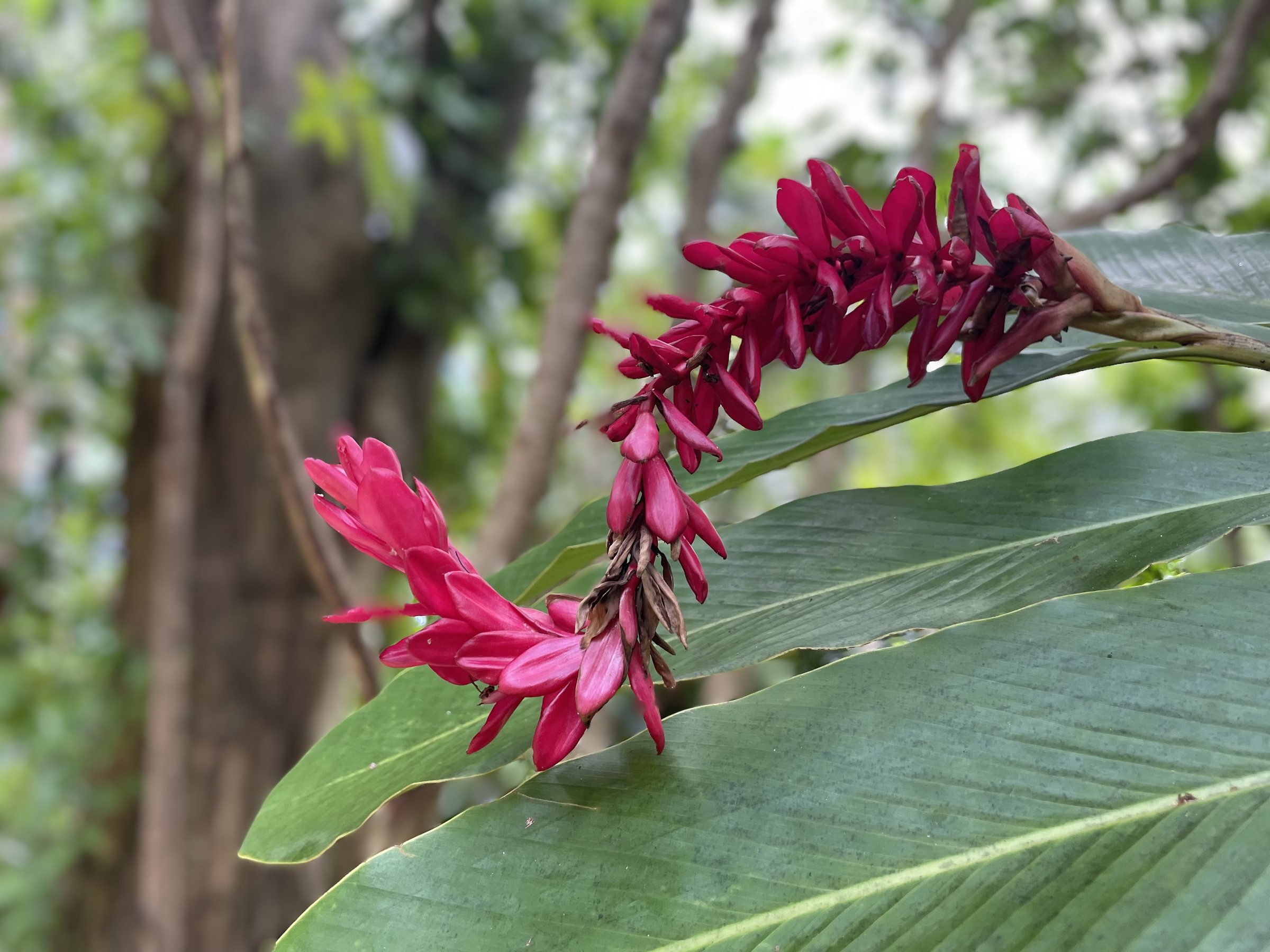 el yunque rainforest flora puerto rico