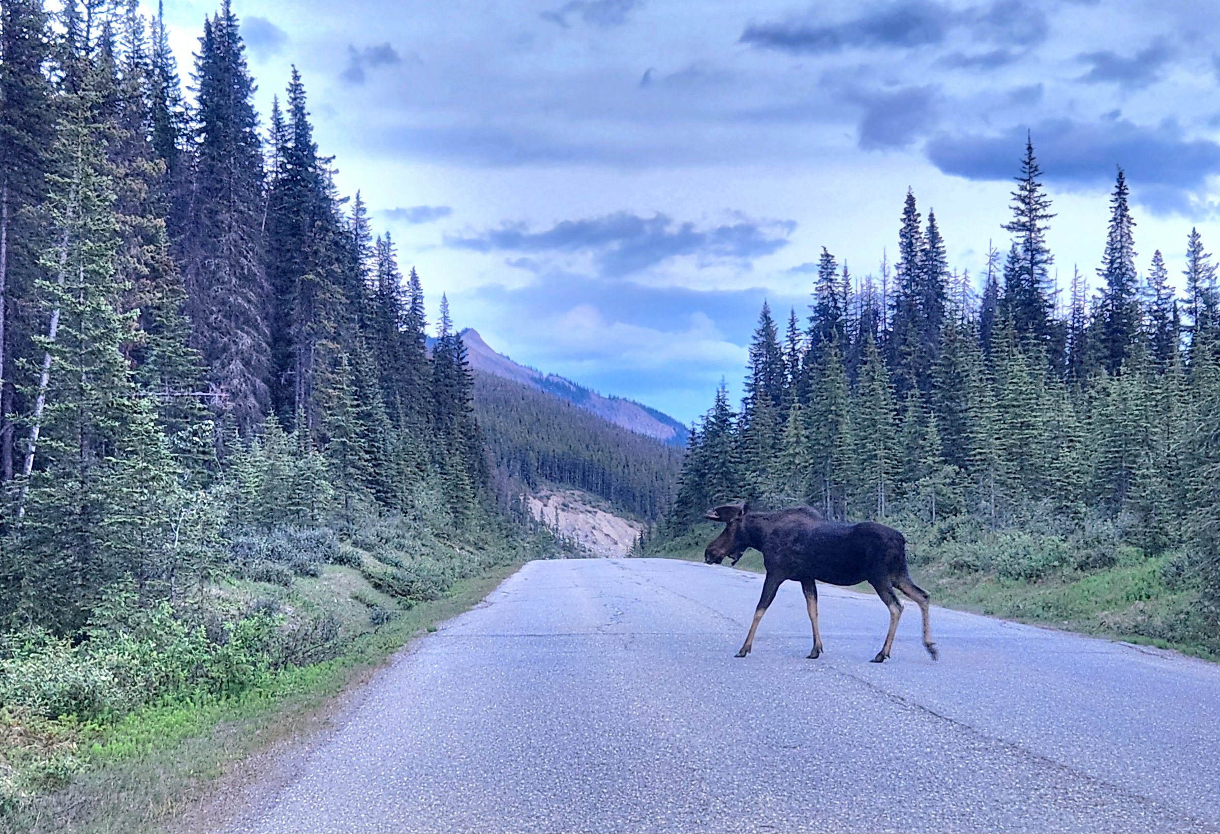 bull moose crosses the road to Maligne Lake, Jasper National Park, at dusk