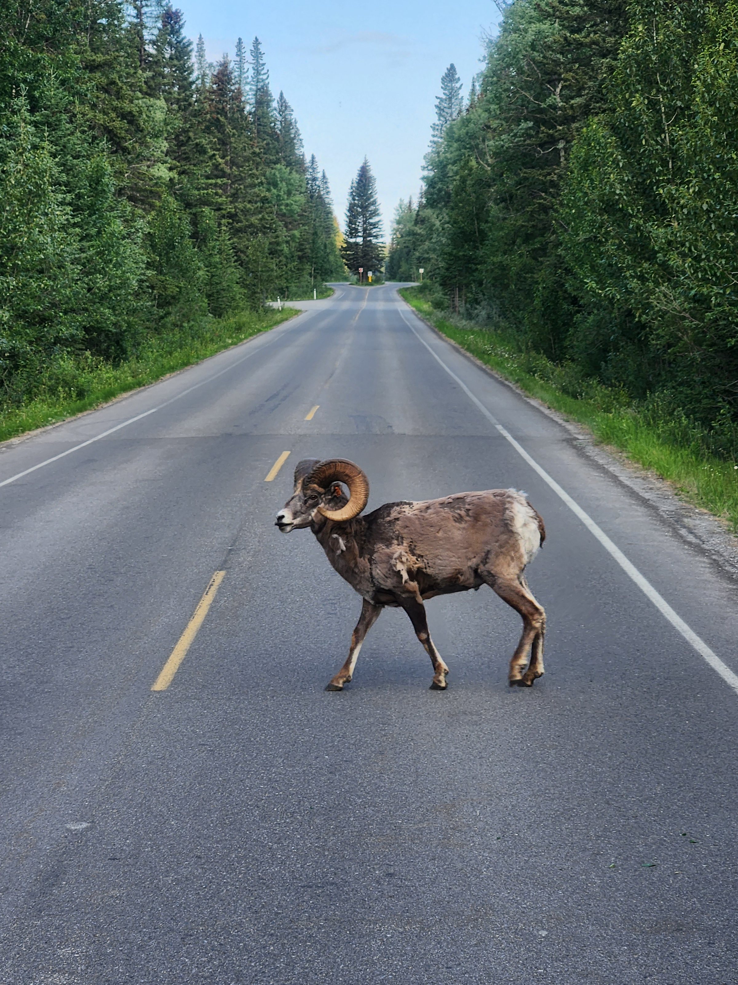 bighorn sheep in Bow Valley Parkway Banff