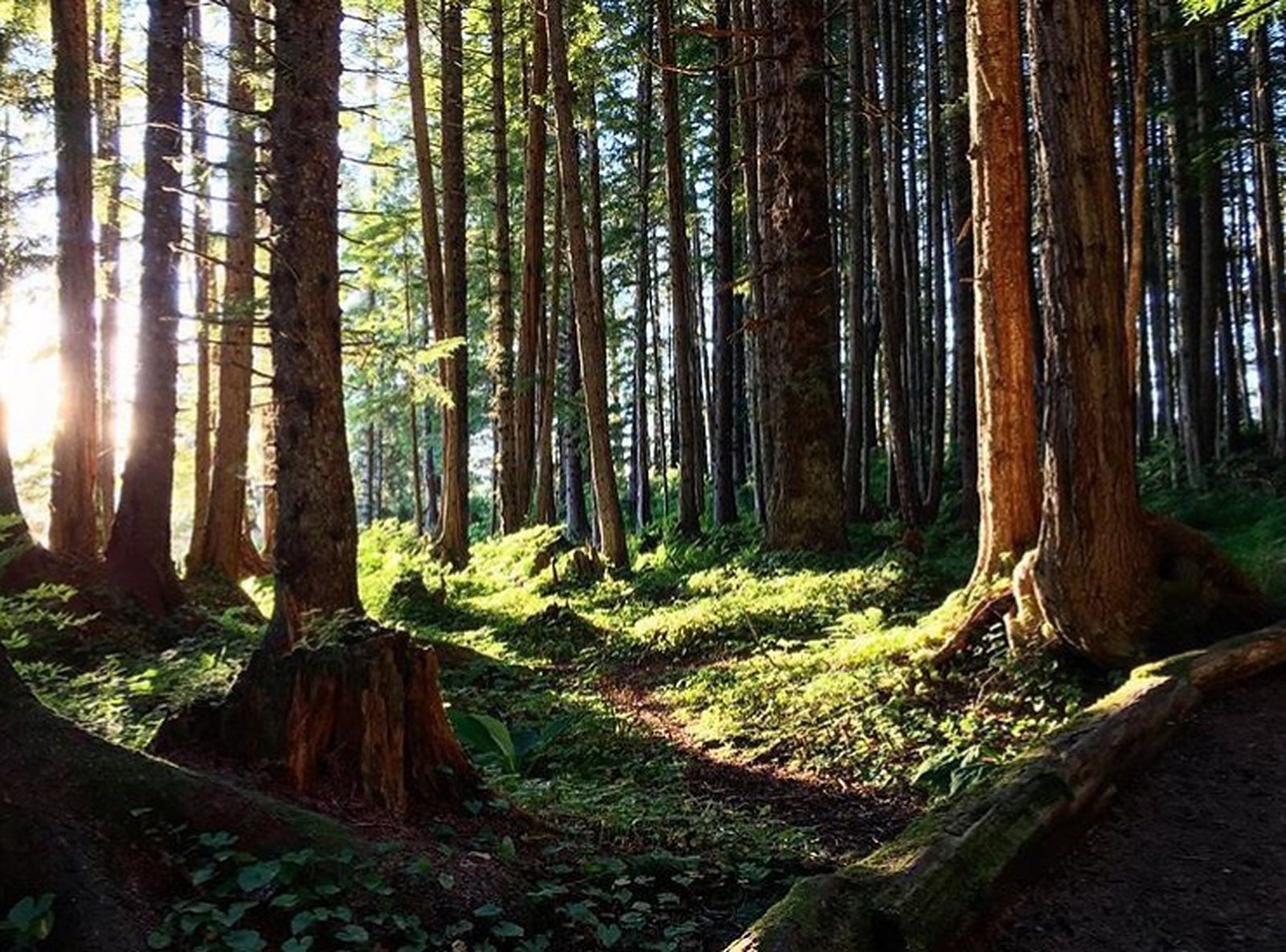 Alaska’s temperate rainforests, as seen along a nature trail in Hoonah (Icy Strait Point).