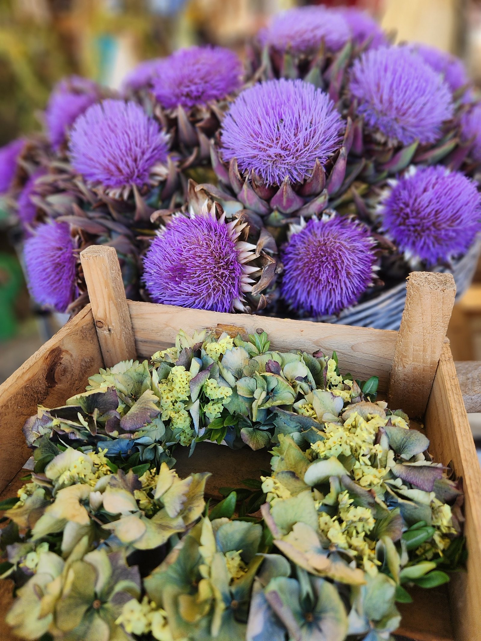 Purple flowers and mini cacti