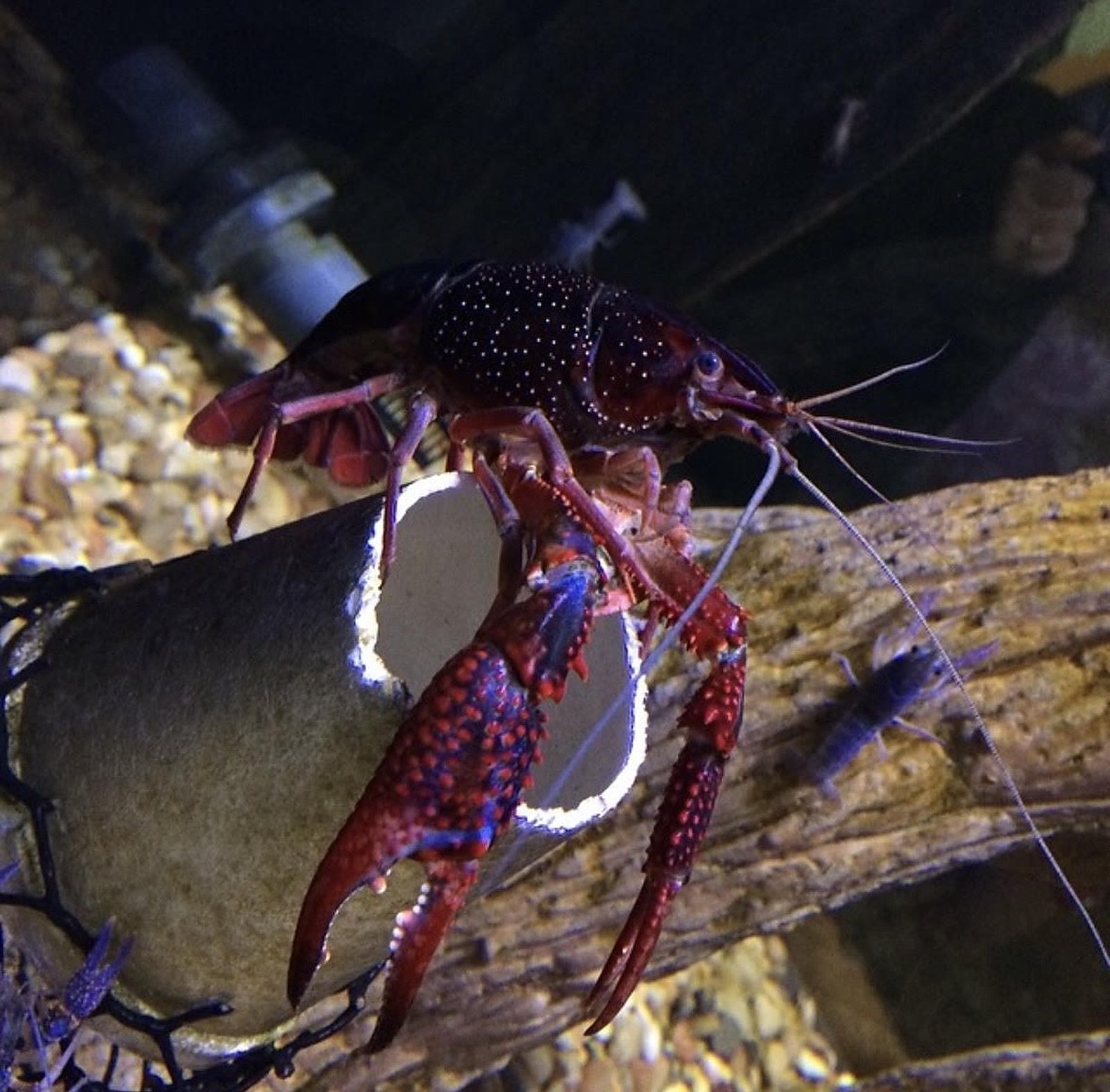 NOLA Aquarium New Orleans