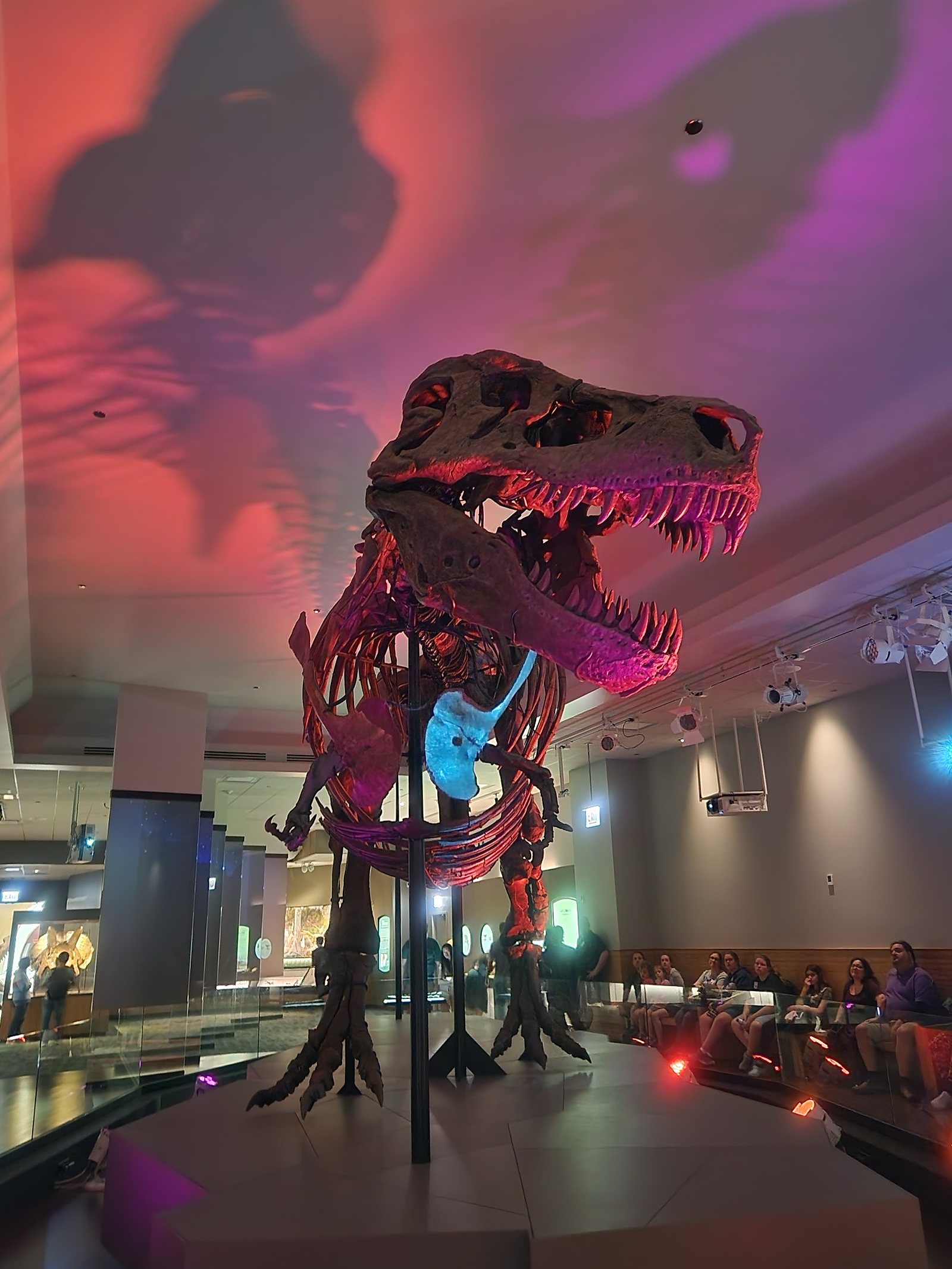 T-rex fossil at the Field Museum in Chicago