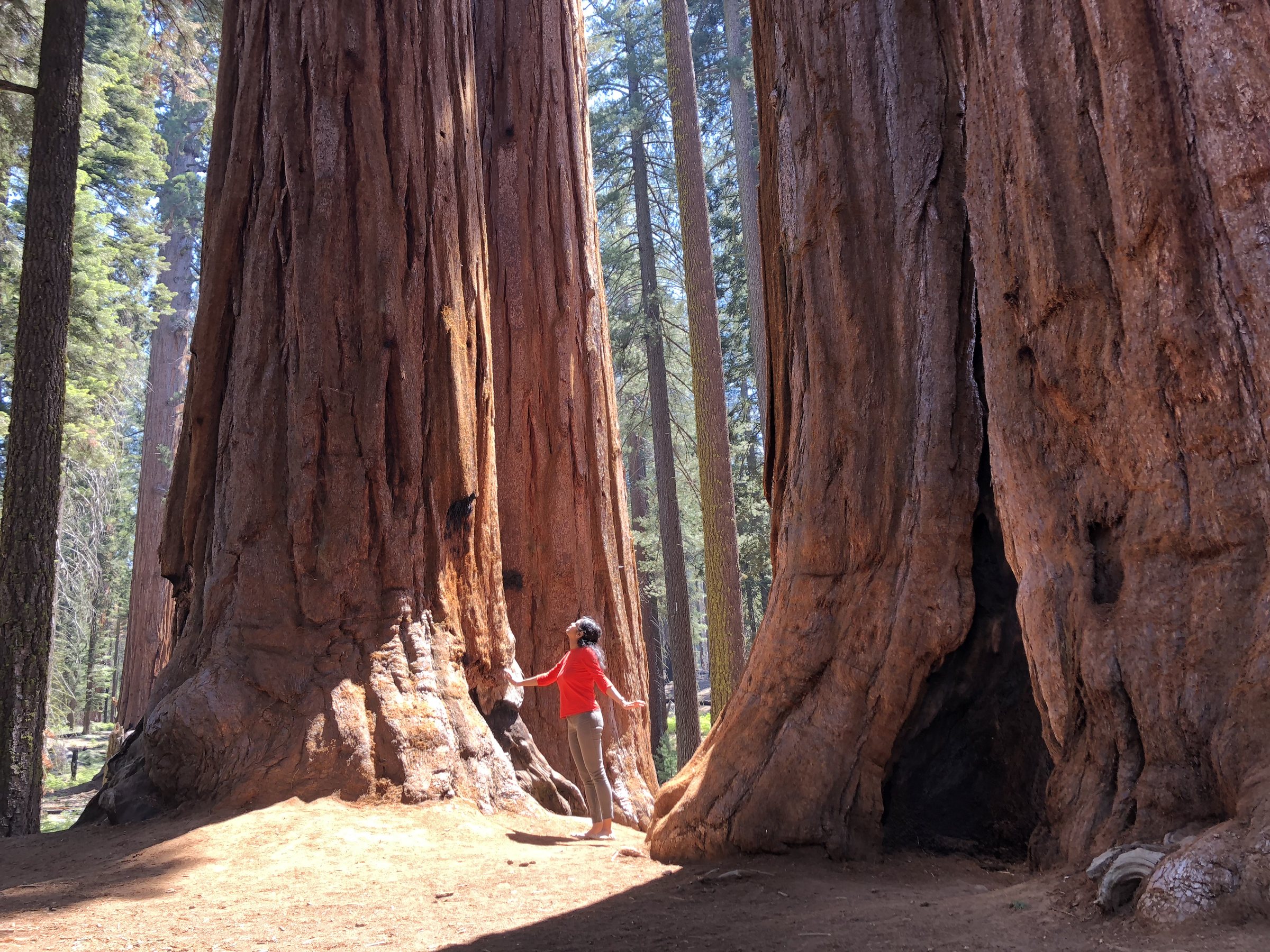 Sequoia National Park - Walking among giants