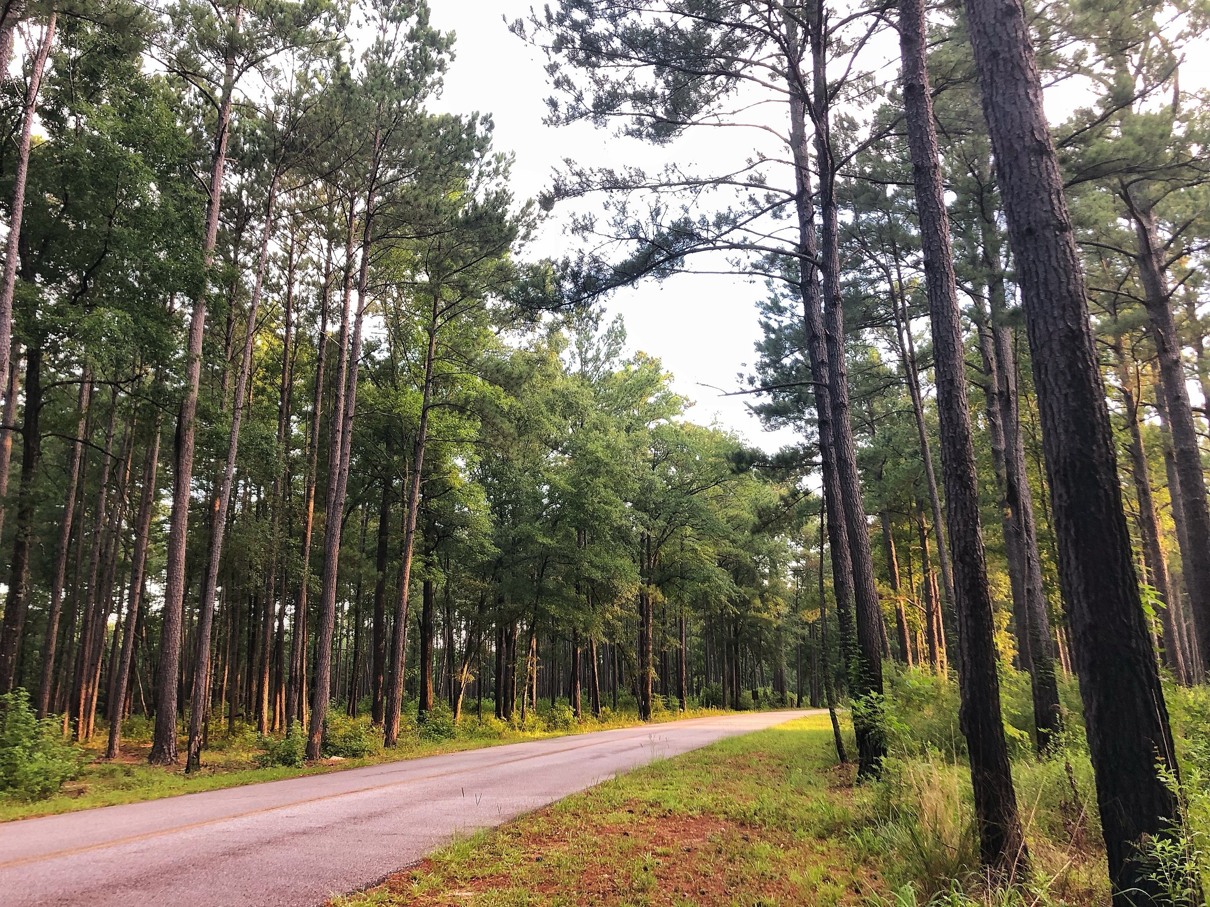 Congaree National Park