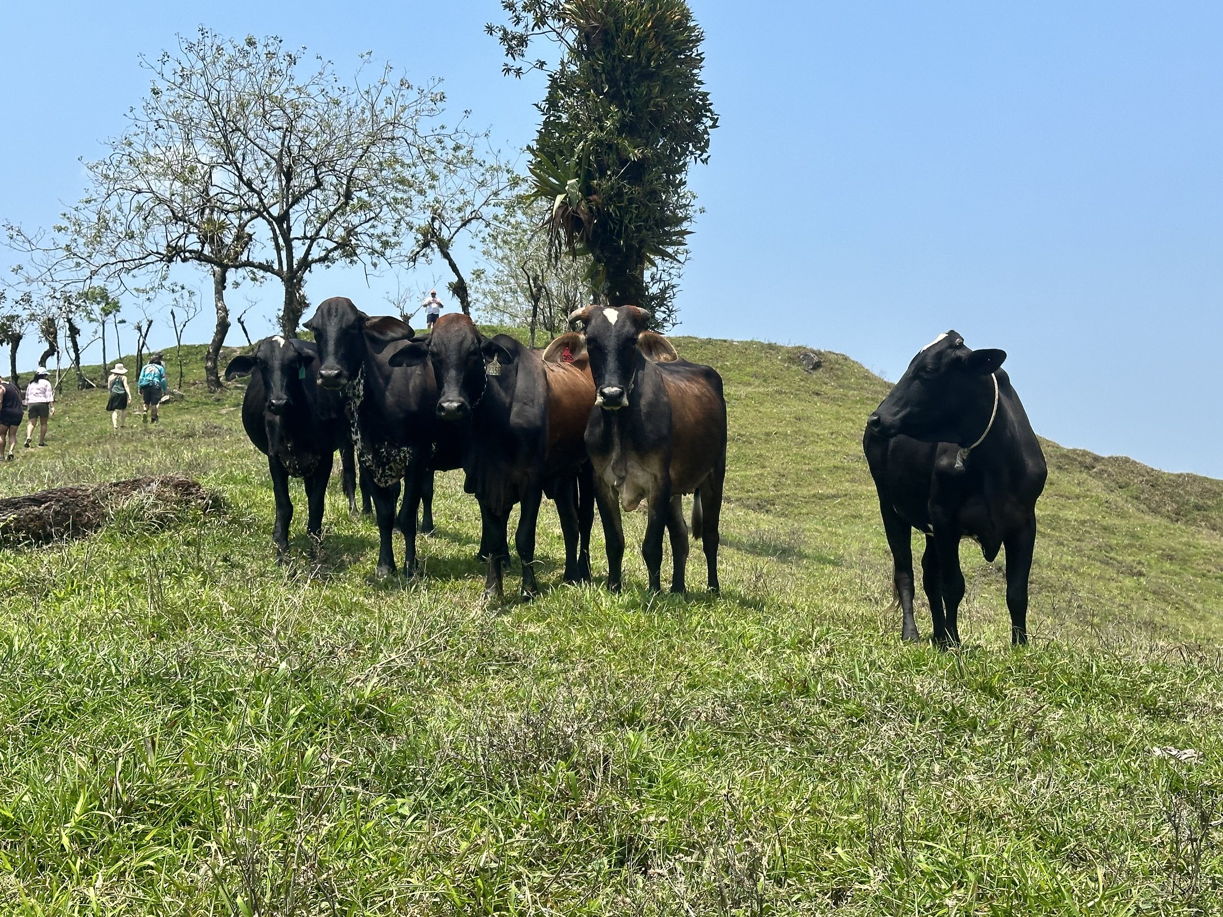 cattle grazing around Arenal Costa Rica 