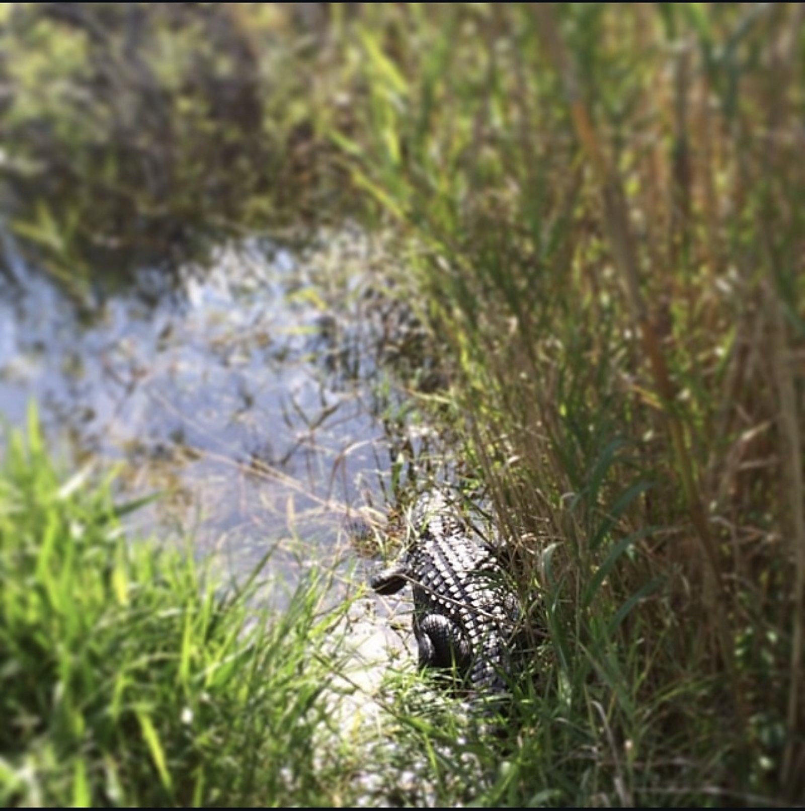 Gator in Everglades National Park