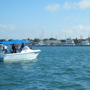What I Learned About Gratitude Searching For Dolphins in Key West, photo 19
