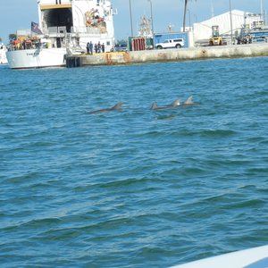 What I Learned About Gratitude Searching For Dolphins in Key West, photo 20