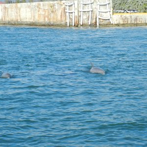What I Learned About Gratitude Searching For Dolphins in Key West, photo 22