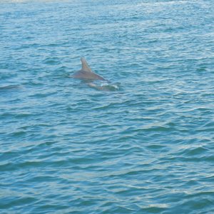 What I Learned About Gratitude Searching For Dolphins in Key West, photo 23