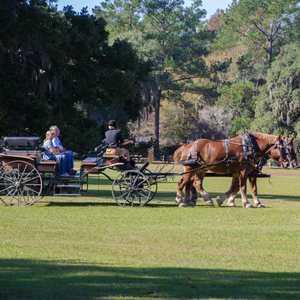 Charleston: Top Picks for a Weekend Getaway to the Walled City, photo 5